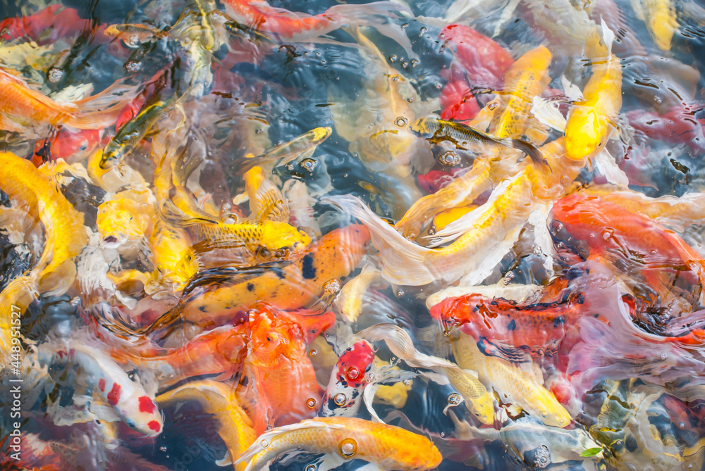 Koi fish Koi fish