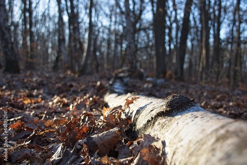 autumn leaves on the ground