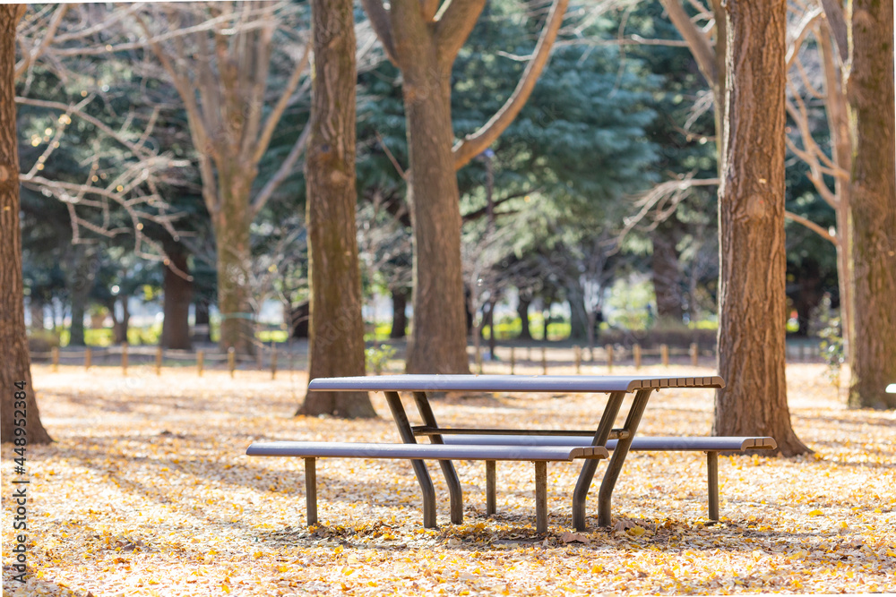 empty bench in autumn forest in yoyogi park, tokyo, japan