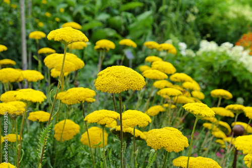 Yellow Fernleaf Yarrow in flower photo