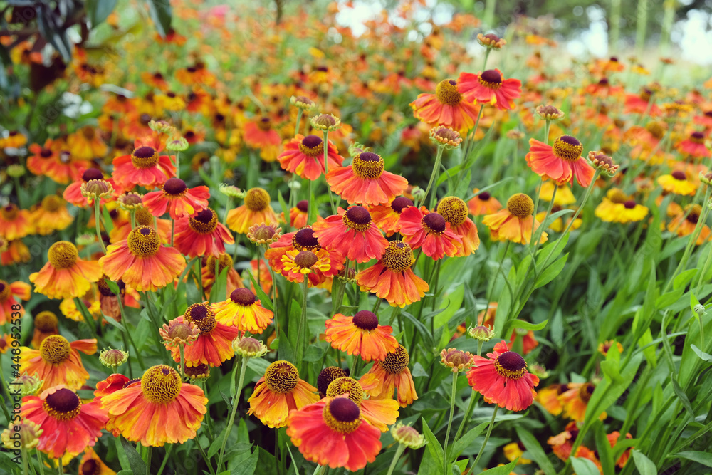 Orange helenium sneezeweed 'Sahin's Early Flowerer' in flower