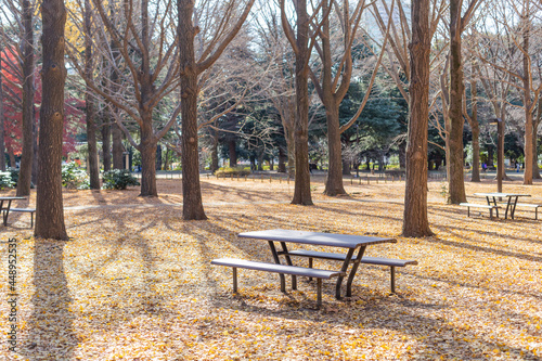empty bench in autumn forest in yoyogi park, tokyo, japan