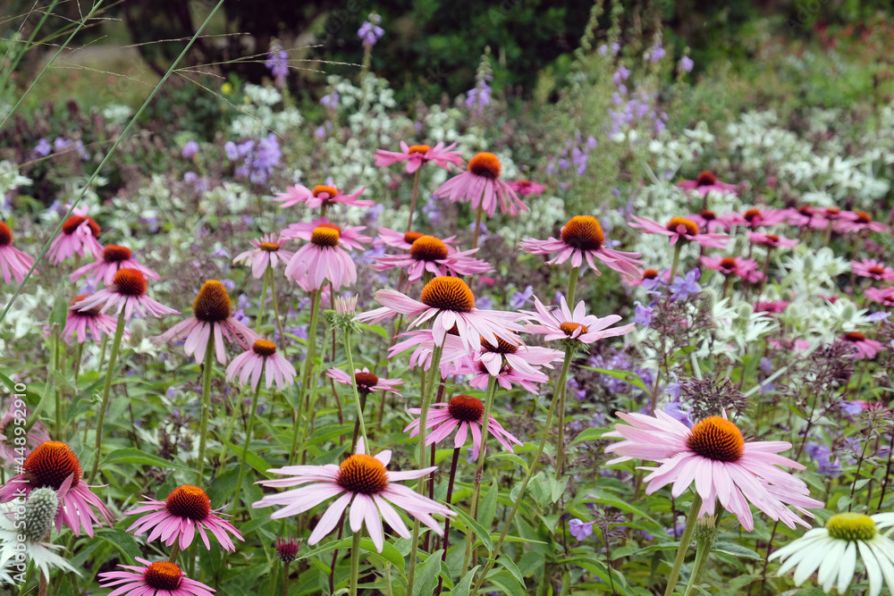 Echinacea 'Pink Parasol' and Echinacea pallida 'pale purple' in flower