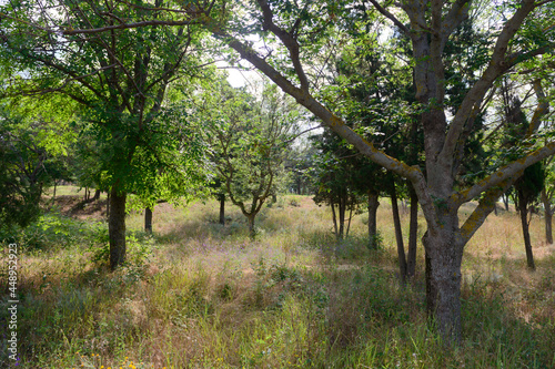 Summer park with deciduous trees and dense vegetation