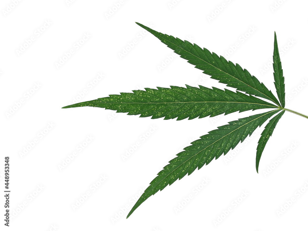 Marijuana leaves, weed isolated on white background with clipping path