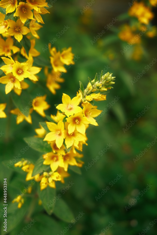 Gelb blühende Blume auf einer Wiese Gelb blühende Blume auf einer Wiese