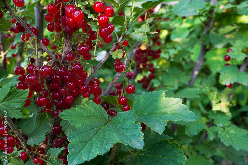 Ripe red currants close-up as background. Fruit of ripe red currant. Ripe red currant berries on a bush branch on a sunny day (Ribes rubrum)