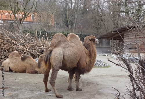 A double humped camel in a Zoo