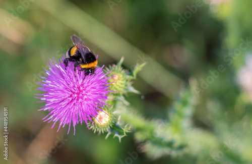 honey plant, bright purple flower and bumblebee sitting on it, close up