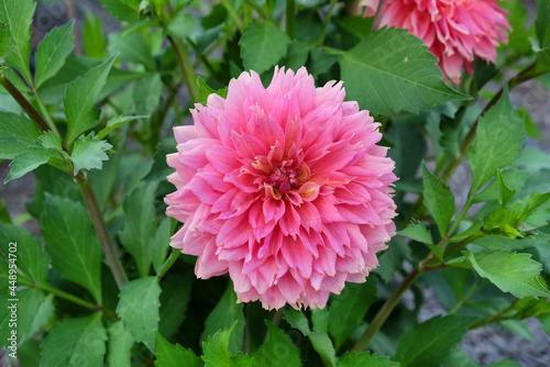 Dahlia  Orange Fubuki  in flower