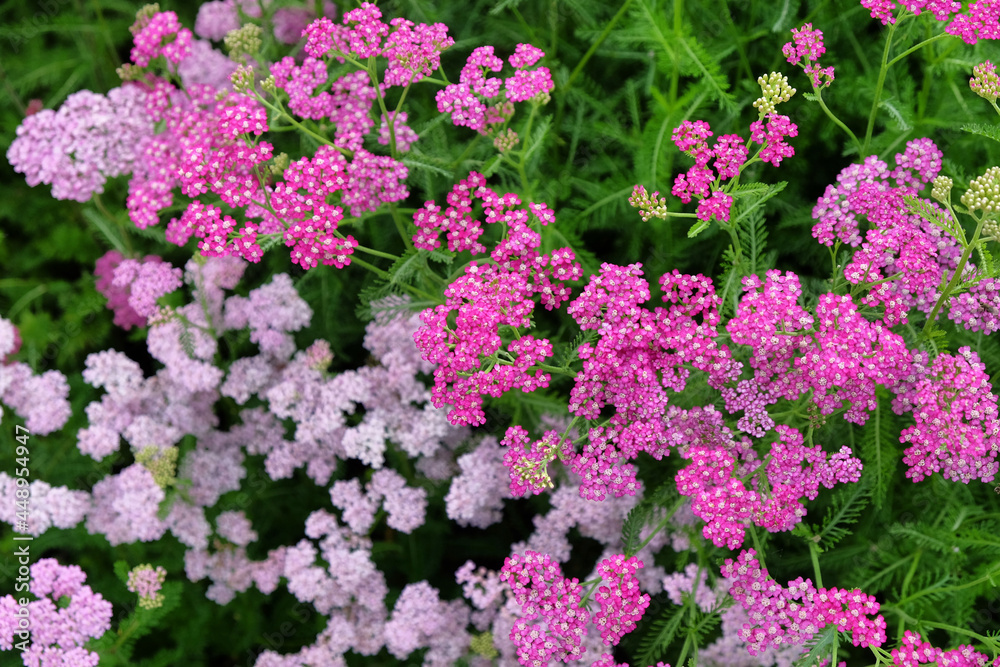 Pink common yarrow in flower