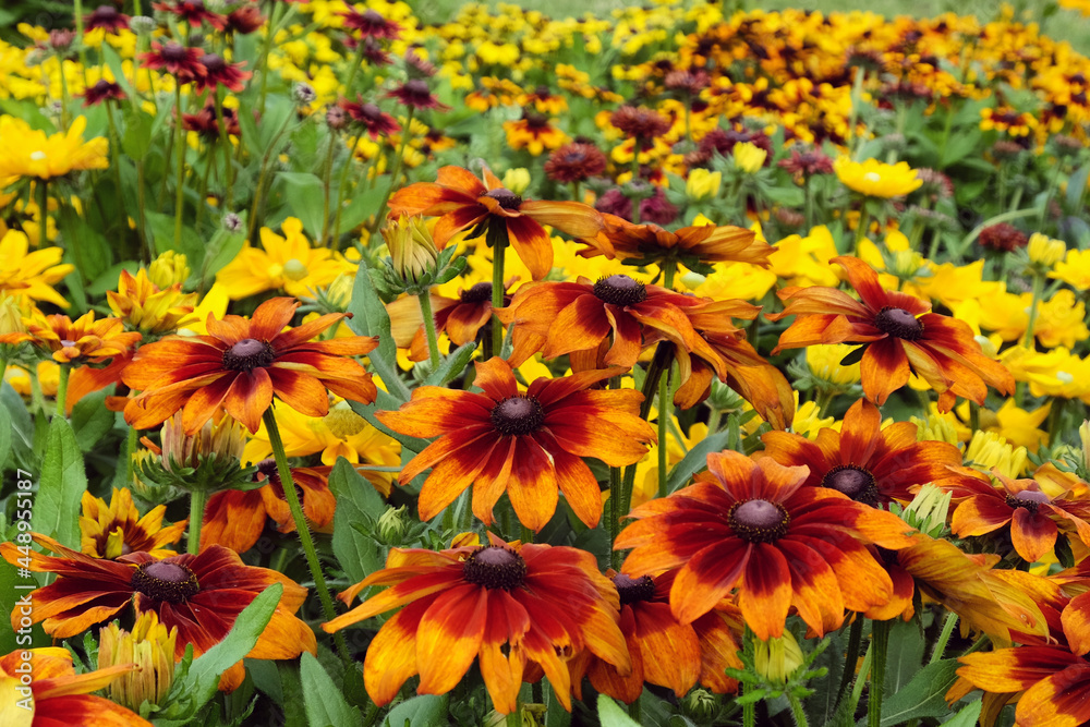 Rudbeckia 'summerina orange' in flower Rudbeckia 'summerina orange' in flower