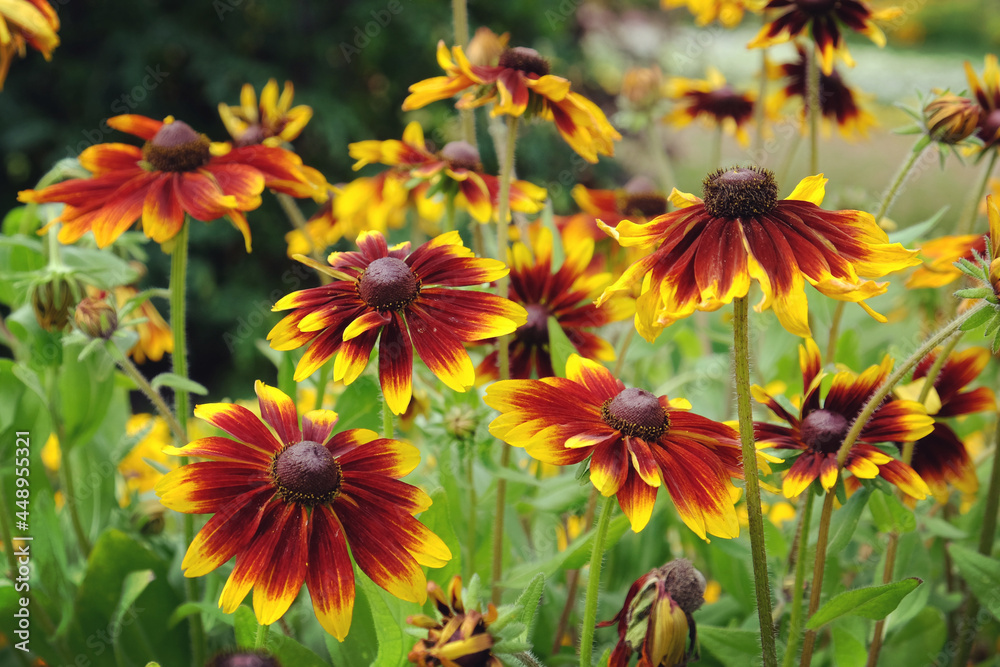 Rudbeckia 'chocolate orange' in flower Rudbeckia 'chocolate orange' in flower