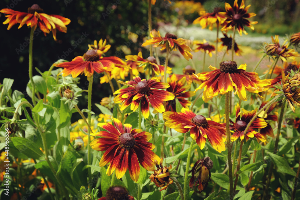 Rudbeckia 'chocolate orange' in flower Rudbeckia 'chocolate orange' in flower
