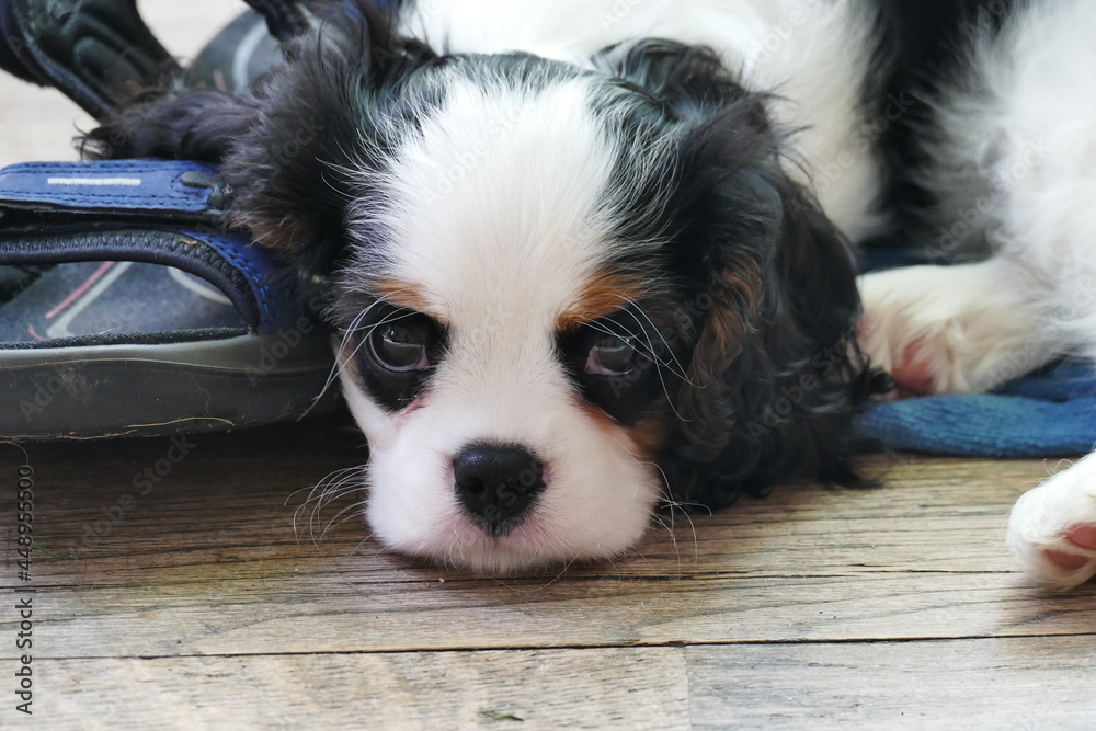 portrait of a nine weeks old puppy cavalier king charles spaniel tricolor