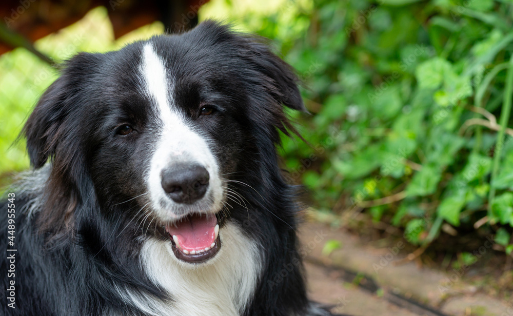 Black and white Border Collie dog. The dog is looking at the camera. A beautiful and very clever dog is resting in the garden. Border Collie in the open air. Black and white Border Collie dog. The dog is looking at the camera. A beautiful and very clever dog is resting in the garden. Border Collie in the open air.