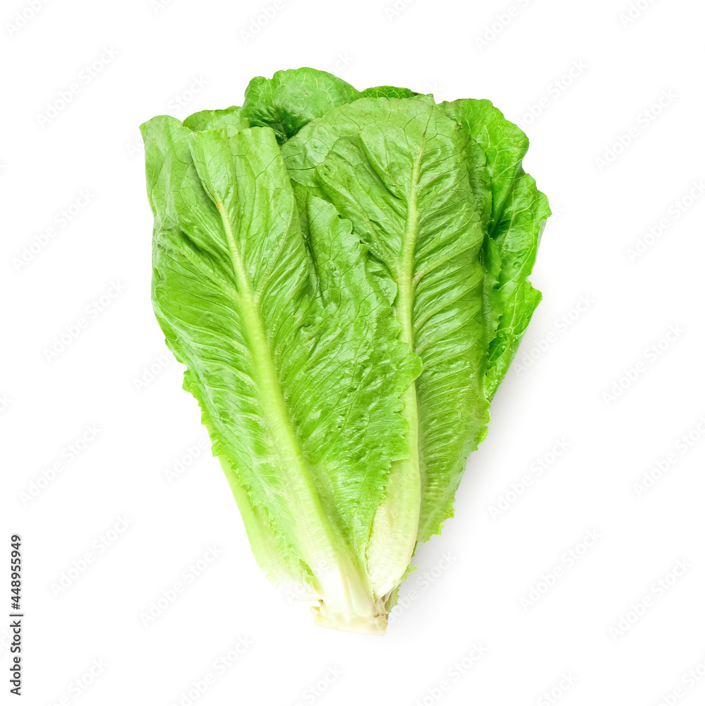 Fresh romaine lettuce on white background Fresh romaine lettuce on white background