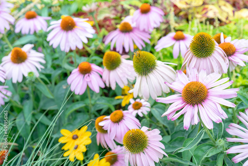 Pink and yellow decorative flowers. Natural plant flower background.