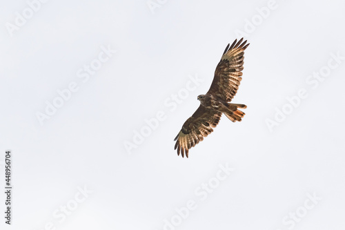 Common buzzard buteo buteo flying in the sky