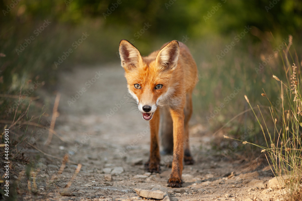 Close up of a red fox Vulpes vulpes Close up of a red fox Vulpes vulpes