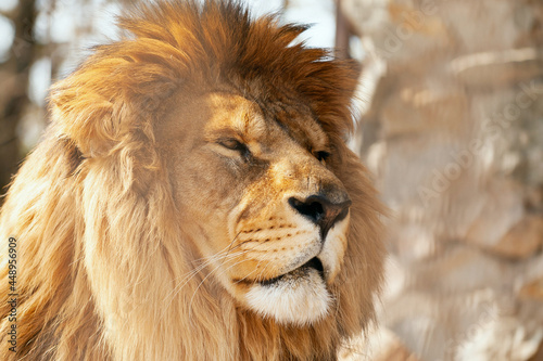 Fototapeta Naklejka Na Ścianę i Meble -  Portrait adult male lion. Head lion close up