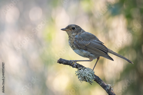 Garden Birds. Robin juvenile Erithacus rubecula sitting on a tree branch