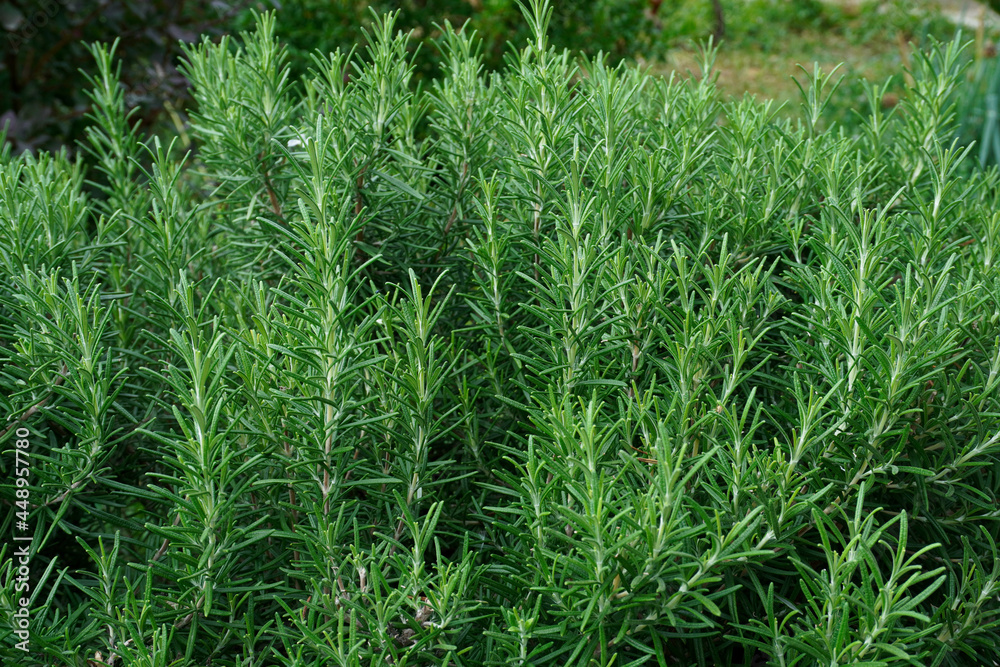Close up of green rosemary growing in a garden. Wallpaper with selective focus and blurred bokeh. Fresh herbs for cooking. Close up of green rosemary growing in a garden. Wallpaper with selective focus and blurred bokeh. Fresh herbs for cooking.