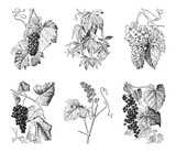 Wine grape collection - vintage engraved vector illustration from Larousse du xxe siècle 