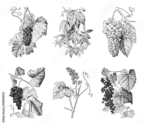 Wine grape collection - vintage engraved vector illustration from Larousse du xxe siècle	