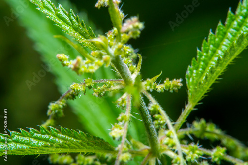 Close-up of part of a nettle bush in soft focus at high magnification