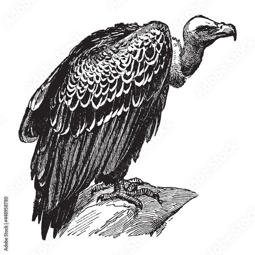 Vulture - vintage engraved vector illustration from Larousse du xxe siècle