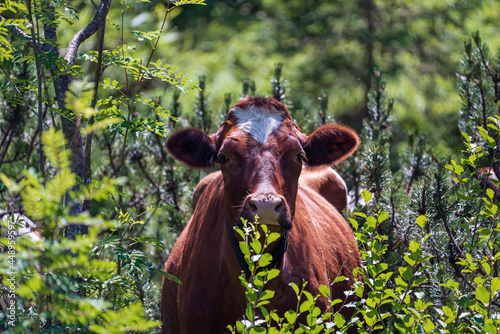 a brown cow on a meadow in the mountains at a sunny summer day is looking at camera
