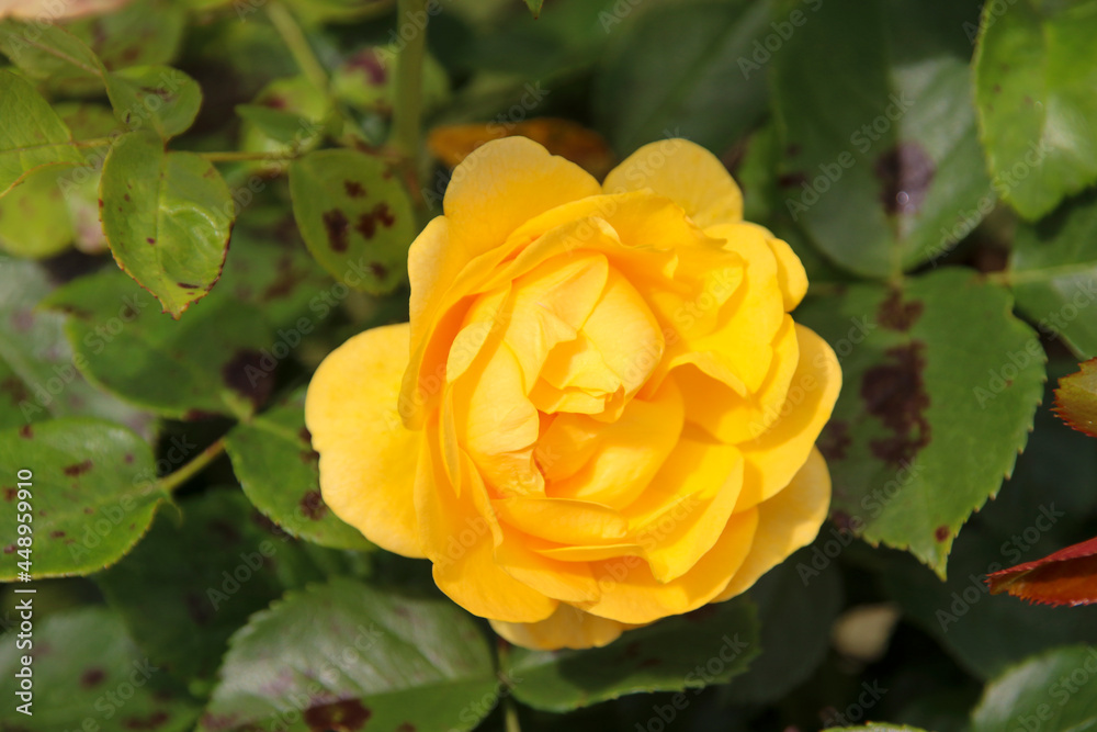 Flower of a rose in the Guldemondplantsoen in Boskoop of the type Rosa Absolutely For You Flower of a rose in the Guldemondplantsoen in Boskoop of the type Rosa Absolutely For You
