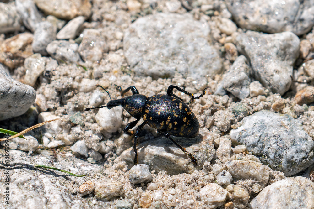 a big butterbur weevil, liparus glabrirostris, on the floor with stones