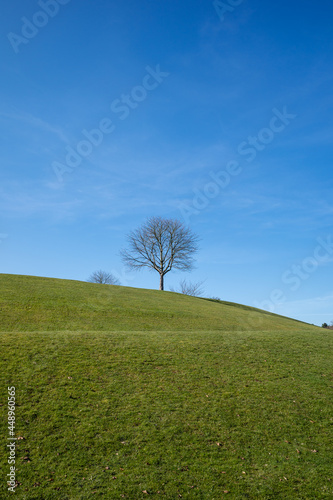 Einsamer Baum auf einem grünen Hügel aus Gras mit blauem Himmel als Hintergrund