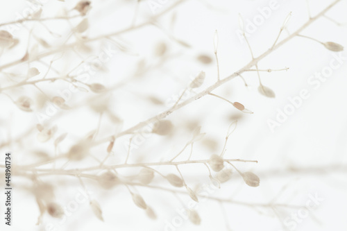 Elegant romantic fragile dried flowers small buds with branches on light blur background macro