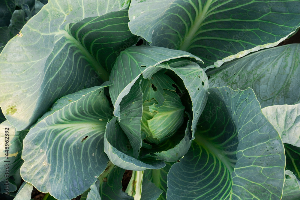 Fototapeta premium Cabbage grow in the garden. Agriculture. Healthy and healthy food for humans. The cultivation of cabbage.