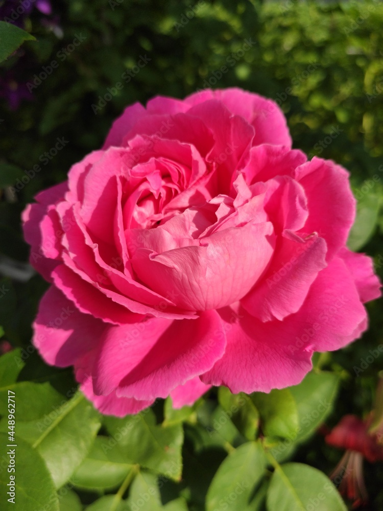pink rose in garden pink rose in garden