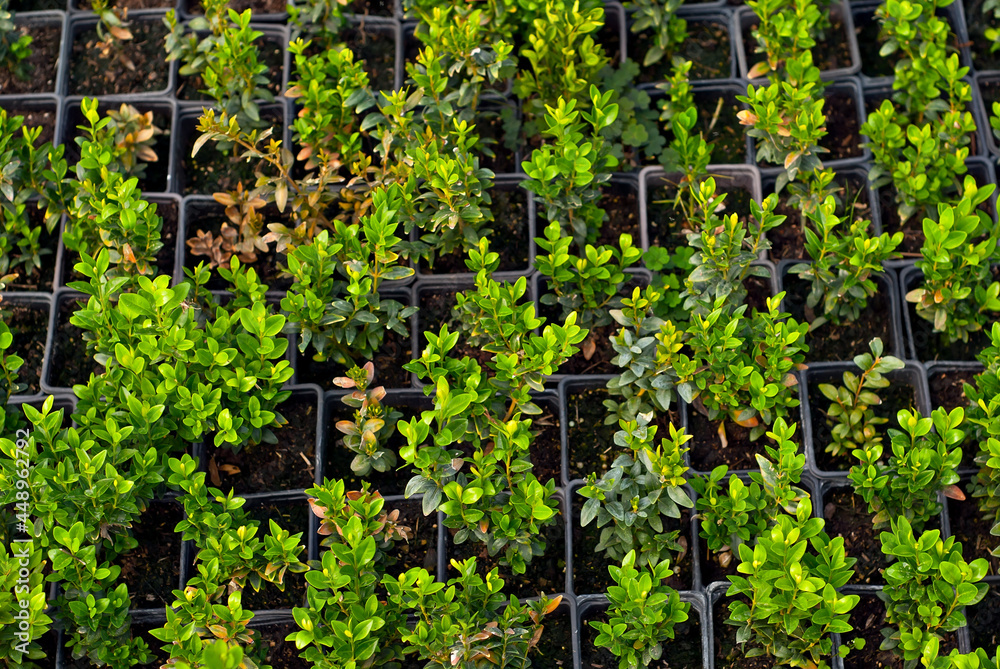 Ornamental shrubs and trees in the nursery. Small deciduous shrubs in pots. Boxwood in a greenhouse close up. Ornamental shrubs and trees in the nursery. Small deciduous shrubs in pots. Boxwood in a greenhouse close up.