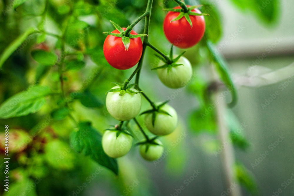 Tomato branches in the garden. Mature red and unripe green tomatoes grow in the garden. The concept of harvesting. Tomato branches in the garden. Mature red and unripe green tomatoes grow in the garden. The concept of harvesting.