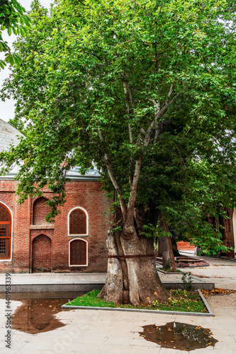 Ancient plane tree near the Shah Abbas mosque in Ganja city
