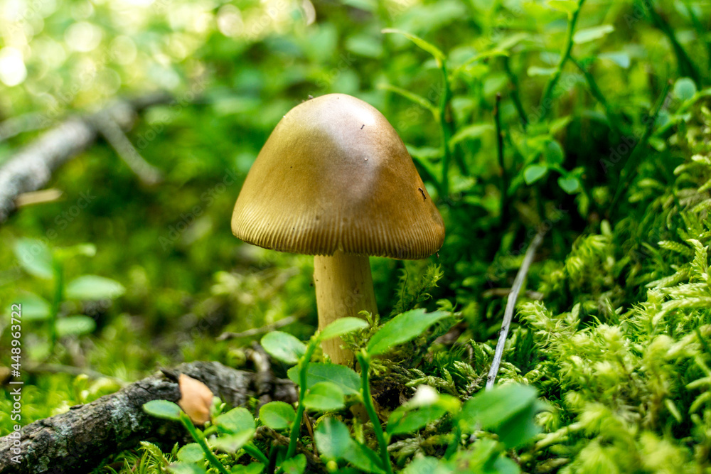 Mushroom in Carpathians Mushroom in Carpathians