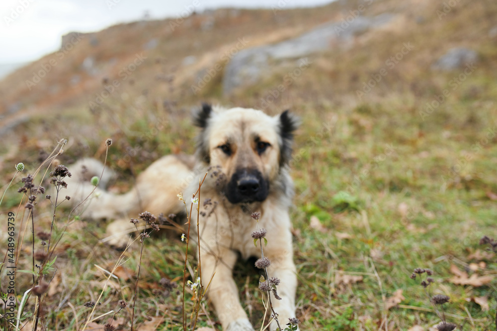Street dog karakh outdoors landscape travel