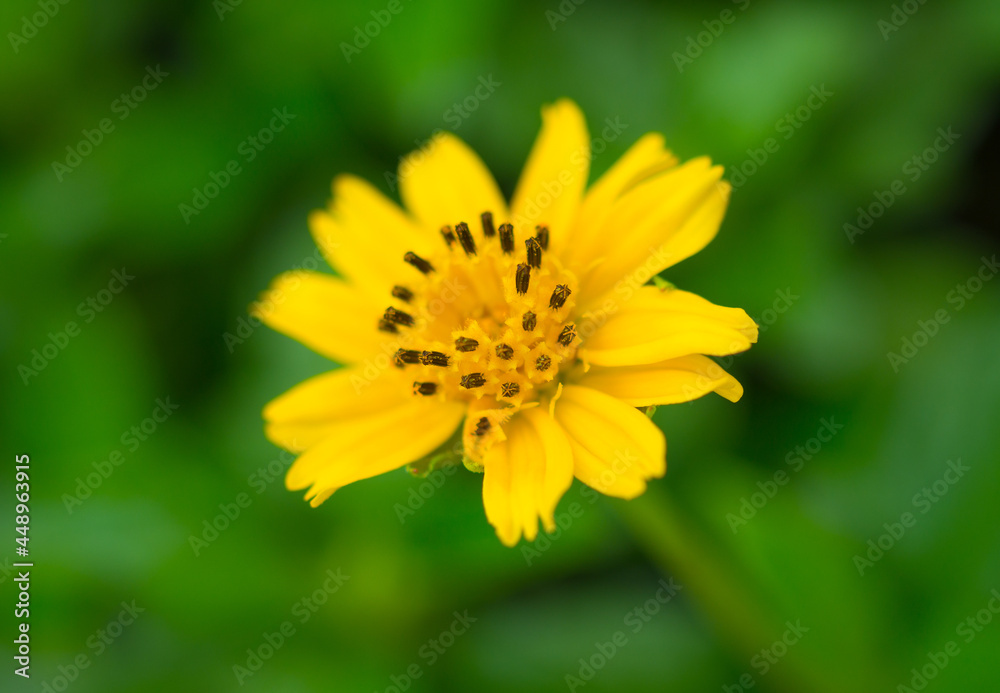 Yellow flowers,Garden background with beautiful yellow flowers Yellow flowers,Garden background with beautiful yellow flowers