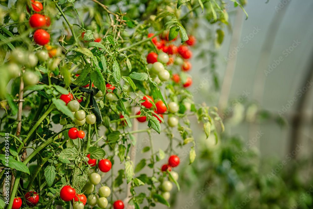 Tomato branches in the garden. Mature red and unripe green tomatoes grow in the garden. The concept of harvesting. Tomato branches in the garden. Mature red and unripe green tomatoes grow in the garden. The concept of harvesting.