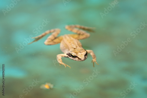 a swimming frog, anura, in a pond