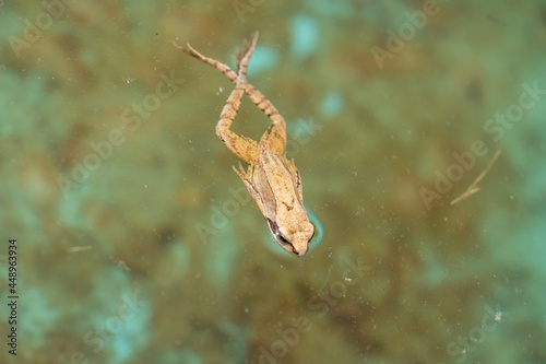 a swimming frog, anura, in a pond