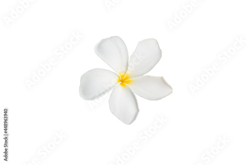 frangipani flower isolated on white background with clipping path