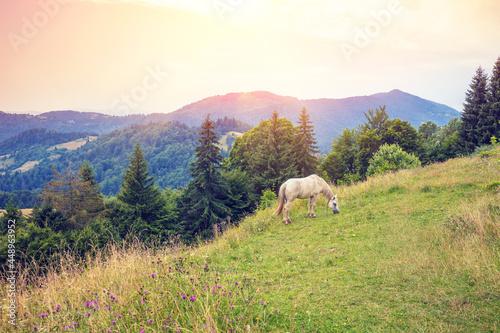 White horse grazing on the slope of the mountain on a summer sunny day