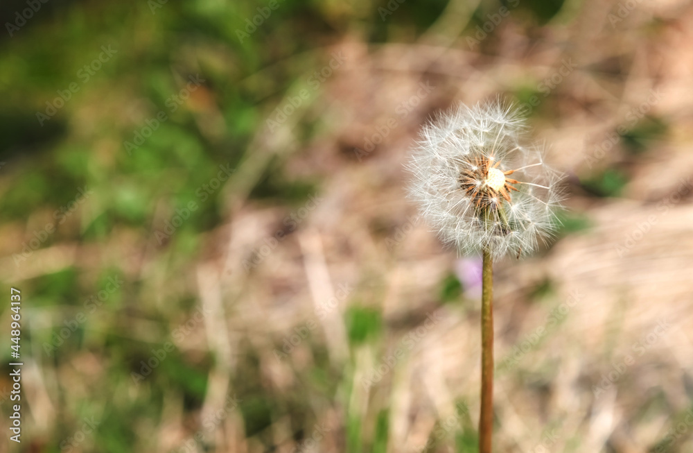 Dandelion, Dandelion flower in spring time, Dandelion, Dandelion flower in spring time,